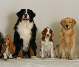 Qual a melhor raça de cachorro para viver em apartamento?